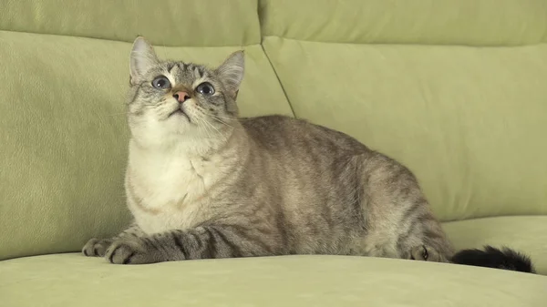 Piękny męski kot tajski na kanapie — Zdjęcie stockowe