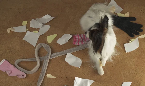 Brodawka pies ułożone pogromu w domu rozrzucone rzeczy i rozdarł papieru — Zdjęcie stockowe