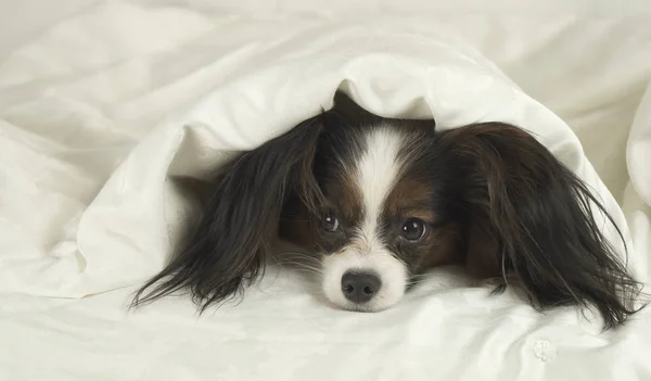 Dog Papillon crawls out from under the blankets and jumps off bed — Stock Photo, Image
