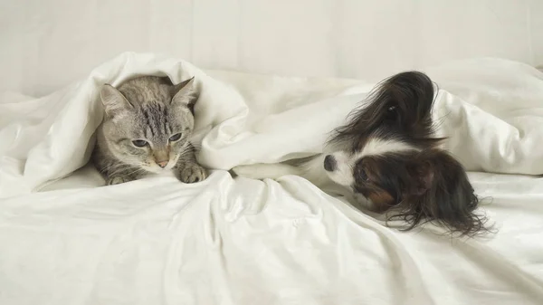 Gato com um cão jaz sob cobertor na cama — Fotografia de Stock