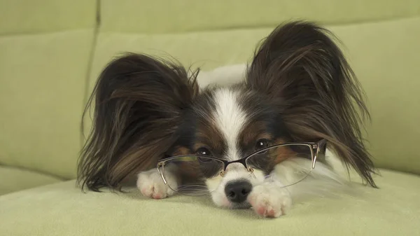 Собака Папійон в окулярах лежить на дивані на лапах і думає: — стокове фото