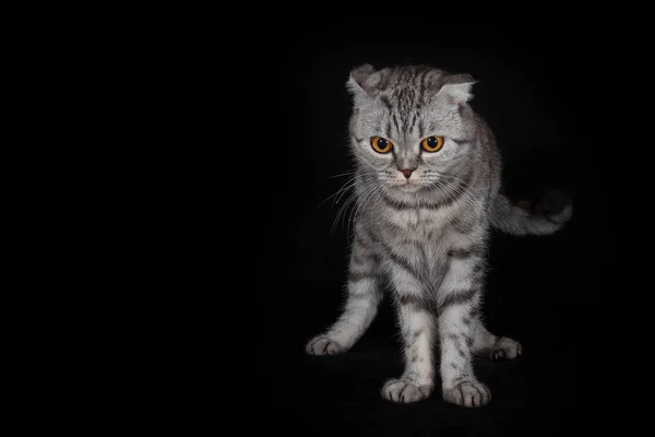 Katze der schottischen Froschart auf schwarzem Hintergrund — Stockfoto