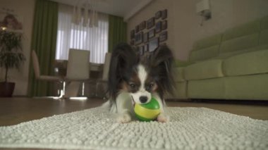 Oturma odası stok görüntüleri video bir halıya bir top oynamaktan köpek Papillon