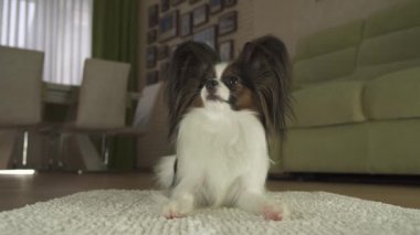 Köpek Papillon halının üzerinde yatıyor ve oturma odası stok görüntüleri video etrafına bakıyor