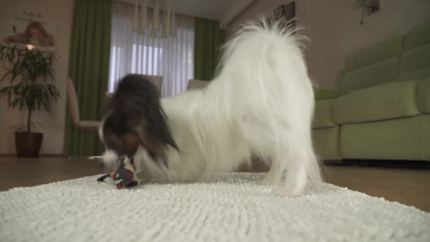 Hond Papillon rommelt met een zacht stuk speelgoed op het tapijt in de woonkamer stock footage video — Stockvideo