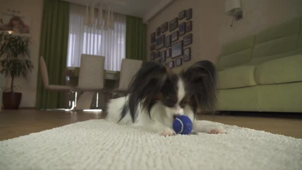 Собака Papillon Граючий з м'ячем на килимок у вітальні Відеоматеріал відео — стокове відео