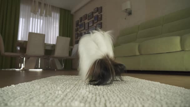 Hund Papillon spielt mit einem Ball auf einem Teppich im Wohnzimmer — Stockvideo