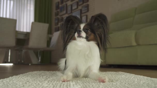 Dog Papillon encontra-se no tapete e olha em volta na sala de estar imagens de vídeo — Vídeo de Stock