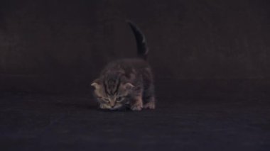 Siyah arka plan stok görüntüleri video üzerinde İskoç kurbağa ırk yavru kedi