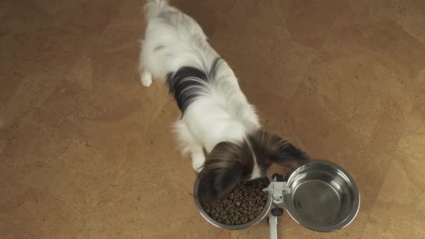 Hond Papillon eet droog voedsel uit een metalen kom op stand stock footage video — Stockvideo