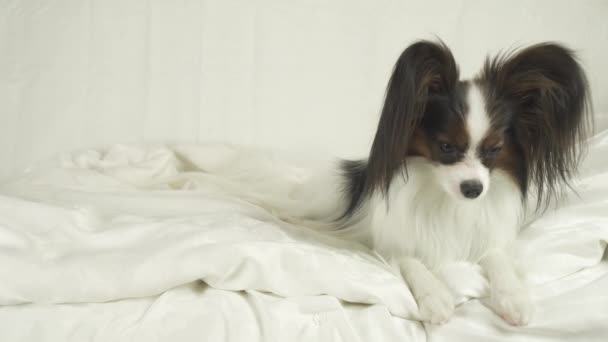 Brodawka pies leży na łóżku i rozgląda się Stockowy wideo — Wideo stockowe