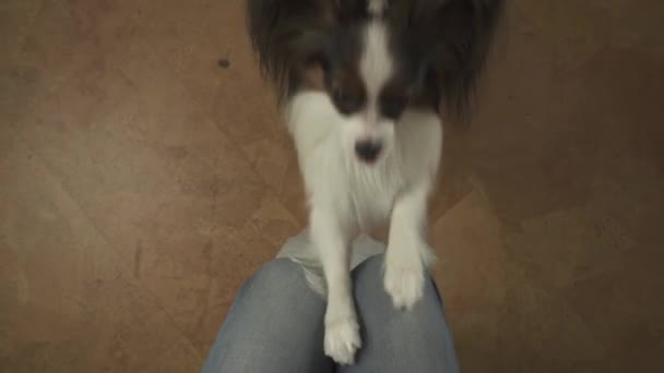 Собака Папийон хлопает в лапы на коленях своего хозяина, умоляя снять видео с акции. — стоковое видео