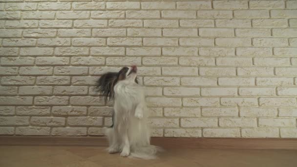 Hund Papillon sitzt gähnt und dreht sich gegen dekorative Ziegelwand — Stockvideo