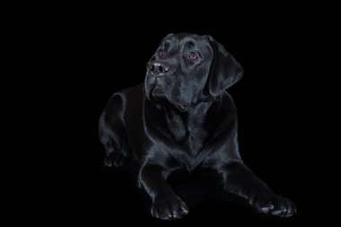 Güzel genç erkek köpek labrador doğurmak siyah arka plan üzerine