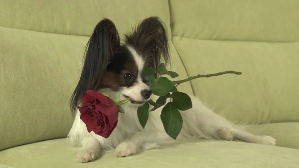 Hund Papillon håller röd ros i munnen i kärlek på alla hjärtans dag — Stockfoto