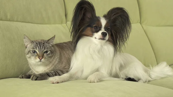 Dog Papillon with cat Thai relationship — Stock Photo, Image