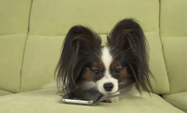 Dog Papillon cão está deitado no sofá e está estudando smartphone — Fotografia de Stock