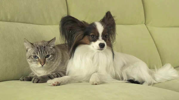 Papillon cão com gato tailandês relacionamento — Fotografia de Stock