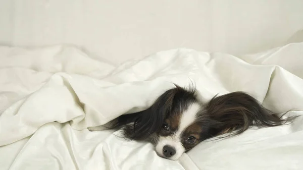 Dog Papillon crawls out from under the blankets and jumps off bed — Stock Photo, Image