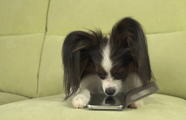 Собака Papillon собака лежит на диване и изучает смартфон — стоковое фото