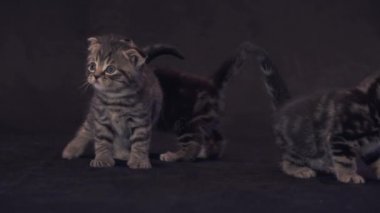 Siyah arka plan stok görüntüleri video üzerinde İskoç kurbağa ırk yavru kedi