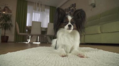 Köpek Papillon halı görünüyor etrafında ve ishal uzakta içinde oturma odası stok görüntüleri video yatıyor