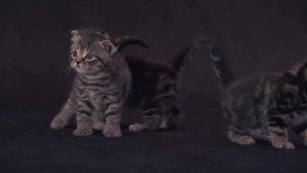 Kitten van het RAS Schotse kikker op zwarte achtergrond stock footage video — Stockvideo