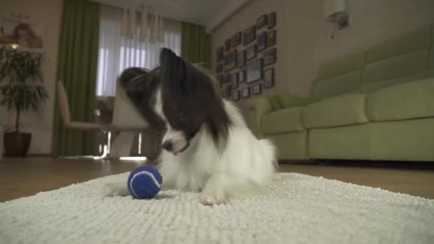 Hund Papillon leker med en boll på en matta i vardagsrummet arkivfilmer video — Stockvideo
