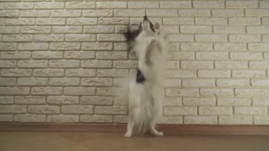 Köpek Papillon dekoratif tuğla duvar stok görüntüleri video karşı arka ayakları üzerinde dönüyor