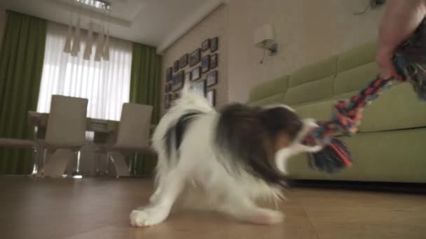 Köpek Papillon ip çalış ev sahibi ile oturma odası stok görüntüleri video alır — Stok video