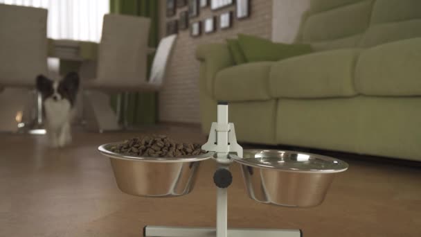 Собака Papillon бежит к чашам и ест сухую пищу в гостиной видео — стоковое видео