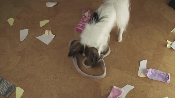 Hond Papillon gerangschikt pogrom in het huis verspreid dingen en scheurde het papier stock footage video — Stockvideo