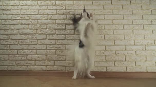 Hundepapillon dreht sich auf den Hinterbeinen gegen dekorative Ziegelwände — Stockvideo
