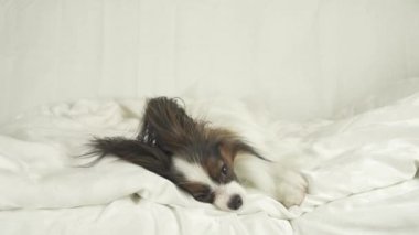 Köpek Papillon uyanır ve yatak stok görüntüleri video atlar