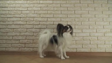 Köpek Papillon yawns oturur ve dekoratif tuğla duvar stok görüntüleri karşı video etrafına bakıyor