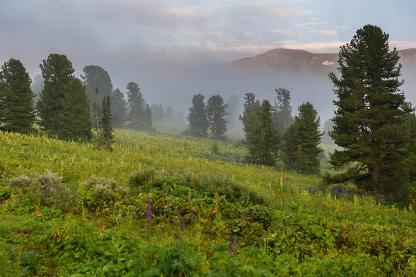 Fenyvesekben, a köd-hegység oldalán. Altaji határterület. — Stock Fotó