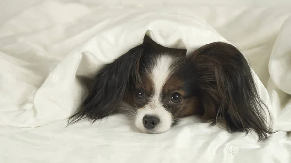 Dog Papillon crawls out from under the blankets and jumps off bed — Stock Photo, Image