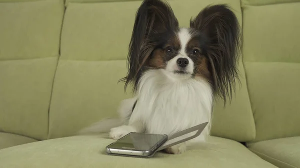 Собака Папійон лежить на дивані і вивчає смартфон — стокове фото