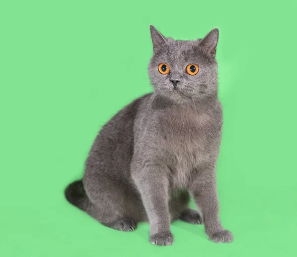 Mooie rokerige grijze Britse kat op groene achtergrond — Stockfoto