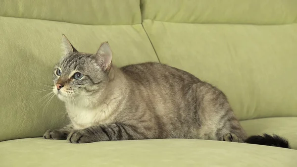 Mooie Thaise kater op Bank — Stockfoto