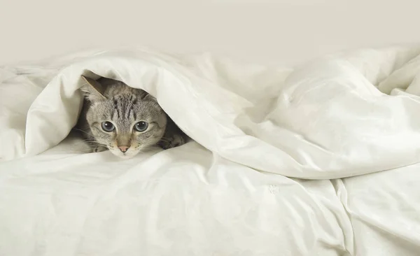 Gato tailandês encontra-se sob cobertor na cama — Fotografia de Stock
