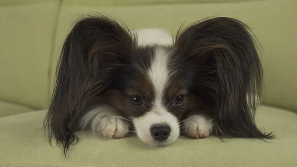 犬パピヨンが彼の足と考えているソファの上にあります。 — ストック写真