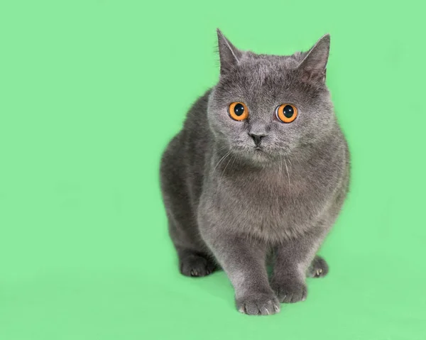 Mooie rokerige grijze Britse kat op groene achtergrond — Stockfoto