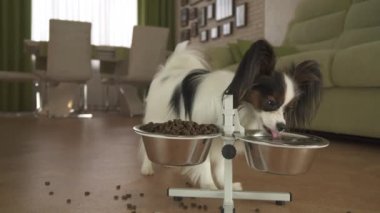 Köpek oturma odası stok görüntüleri video bir stand üzerinde metal bir kase gelen Papillon içecekler temiz