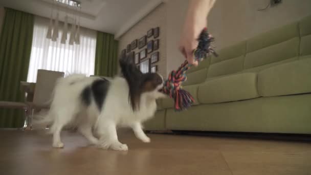 Dog Papillon toma la cuerda juega con el anfitrión en la sala de estar de archivo de vídeo — Vídeos de Stock