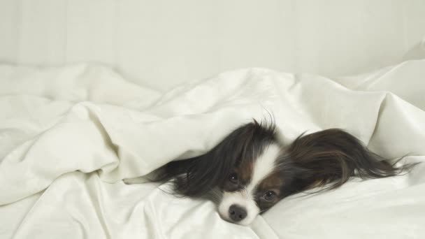 Hundepapillon krabbelt unter Decken hervor und springt aus dem Bett — Stockvideo