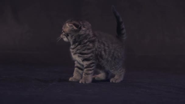 Gatito de la escocesa rana crianza en negro fondo material material material vídeo — Vídeo de stock