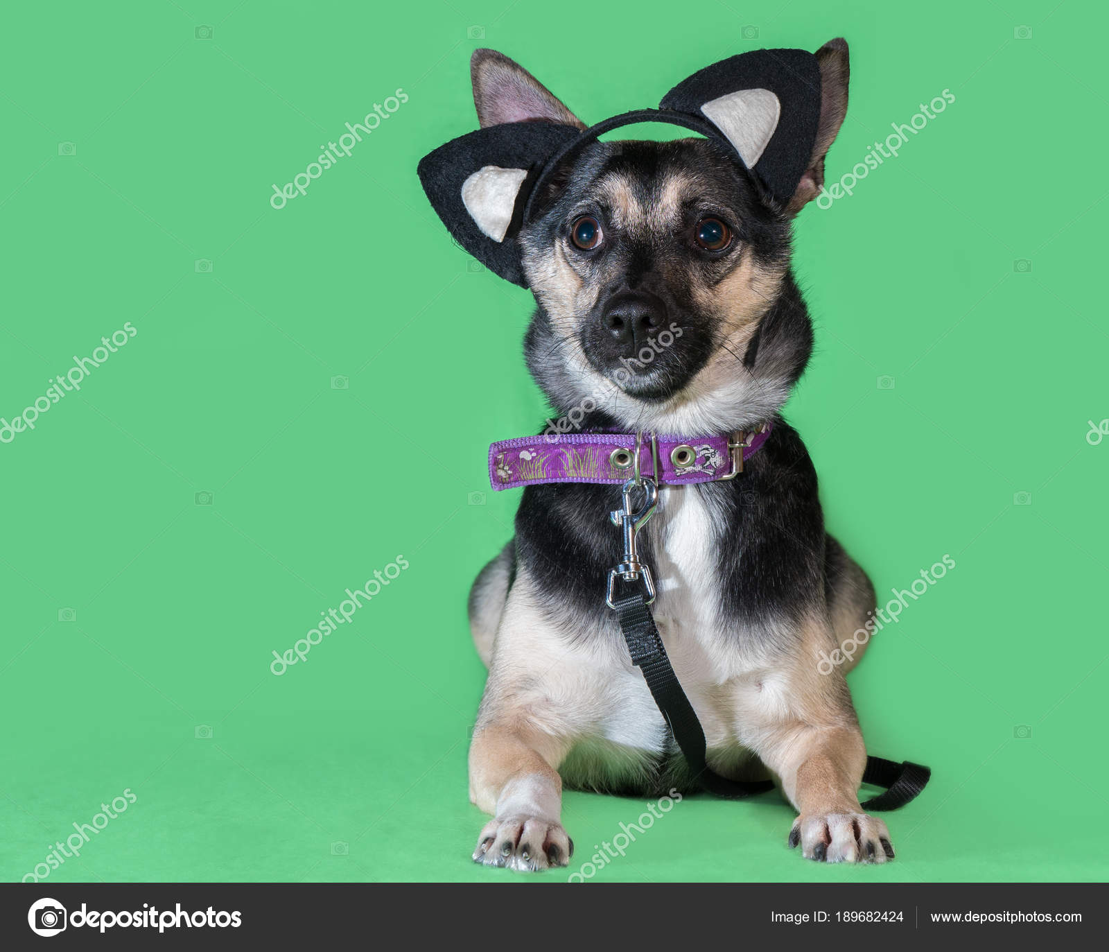 Bâtard De Chien Drôle Avec Des Chats Jouet Oreilles Sur Fond