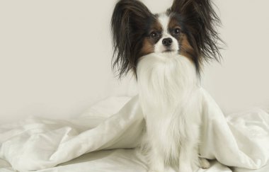 Köpek Papillon battaniyenin altından dışarı tarar ve yataktan atlar