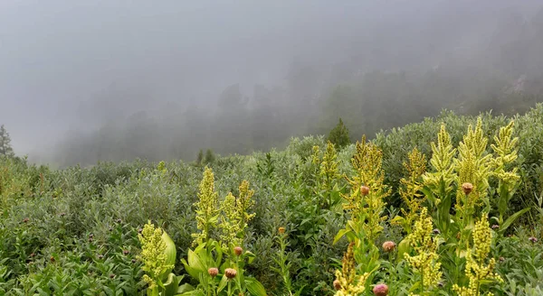 Wild vegetation in the fog in Altai Krai mountains.